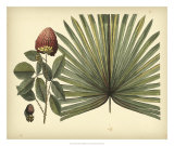 Antique Brazilian Palm Print by Sir Hans Sloane