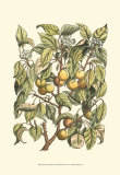 Apricot Tree Branch Art by Henri Du Monceau