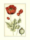 Poppy Blooms I Poster di Elizabeth Blackwell Poppy Blooms I Poster di Elizabeth Blackwell