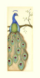 Rebecca's Peacock I Posters by Jennifer Goldberger Rebecca's Peacock I Posters by Jennifer Goldberger