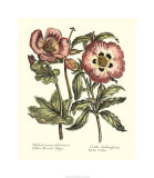 Framboise Floral IV Giclee Print by Syndenham Edwards