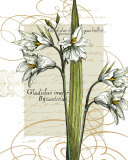 Florilegium IV Prints