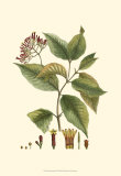 Crimson Botanical I Prints by Hierseman 