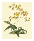 Antique Orchid Study I Prints by Syndenham Edwards