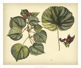 Antique Mangrove Tree Prints by Sir Hans Sloane