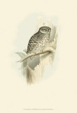 Sparrow Owl Posters by John Gould