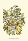 Pear Tree Branch Posters by Henri Du Monceau