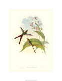 Hummingbird III Giclee Print by John Gould