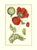 Poppy Blooms II Arte por Elizabeth Blackwell