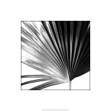Black and White Palms IV Giclee Print by Jason Johnson