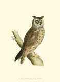 Long Eared Owl Print by Reverend Francis O. Morris