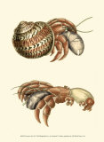 Hermit Crabs II Posters by Frederick P. Nodder