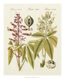 Yellow Buckeye Plakat av Bertuch
