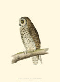 Short Eared Owl Prints by Reverend Francis O. Morris