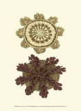 Jewels of the Sea VI Prints by Frederick P. Nodder