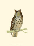 Mottled Owl Posters by Reverend Francis O. Morris