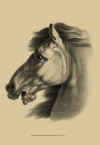 Equestrian Portrait III Posters