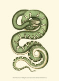Vibrant Snake I Posters par Frederick P. Nodder
