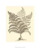 Sepia Munting Foliage VI reproduction procédé giclée par Abraham Munting