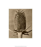 Sepia Botany Study III Giclee Print by Karl Blossfeldt