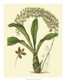 Antique Orchid Study IV Posters by Syndenham Edwards