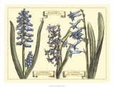 Hyacinth in Bloom Prints by Langlois 