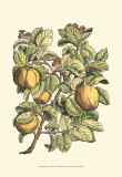 Quince Tree Branch Prints by Henri Du Monceau