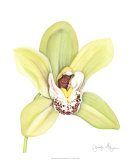 Orchid Beauty II Posters par Jennifer Goldberger