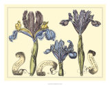 Iris in Bloom II Prints by Langlois 