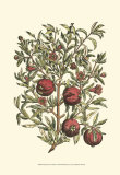 Pomegranate Tree Branch Prints by Henri Du Monceau