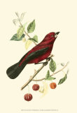 Exotic Birds V Posters by Georges Cuvier