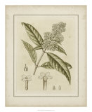 Tinted Botanical II Prints by Samuel Curtis