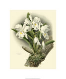 Dramatic Orchid I reproduction procédé giclée par Chas Storer