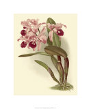 Dramatic Orchid III Giclee Print by H.g. Moon
