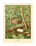 Whippoorwill Art