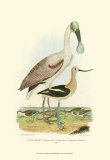 Roseate Spoonbill Print by Alexander Wilson