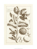 Sepia Exotics I Giclee-trykk av Pierre-Joseph Buchoz Sepia Exotics I Giclee-trykk av Pierre-Joseph Buchoz