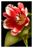Red Tulip I Art by Renee Stramel