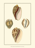 Cymbidum Shells Pósters por Lovell Reeve Cymbidum Shells Pósters por Lovell Reeve