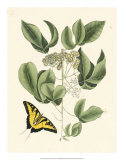 Botanical Butterflies