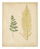 Cottage Ferns IV Prints by Edward Lowe