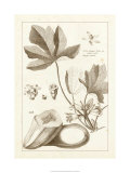Sepia Exotics III Giclee-trykk av Pierre-Joseph Buchoz Sepia Exotics III Giclee-trykk av Pierre-Joseph Buchoz