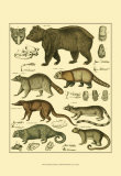 Oken Bear and Racoon Posters par Lorenz Oken