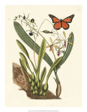 Butterfly and Botanical IV Posters par Mark Catesby