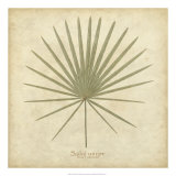 Dwarf Palmetto Posters by Becky Davis
