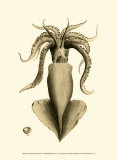 Creatures of the Sea IV Prints by Frederick P. Nodder