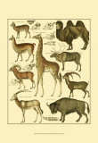 Oken Giraffe and Camel Posters by Lorenz Oken