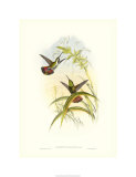 Hummingbird I Giclee Print by John Gould