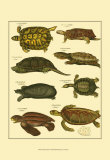 Oken Tortoise Posters by Lorenz Oken