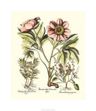 Framboise Floral II Giclee Print by Basilius Besler